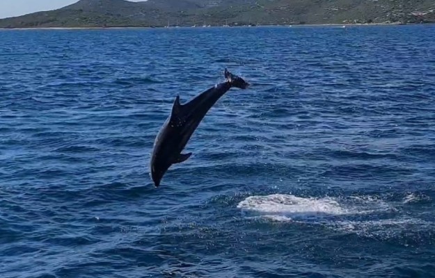 HALF DAY BOAT TOUR-DOLPHIN QUEST