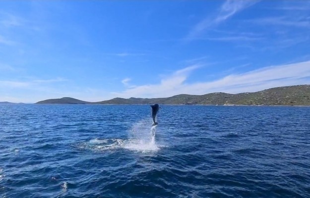 HALF DAY BOAT TOUR-DOLPHIN QUEST