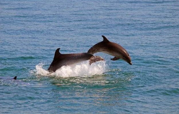 HALF DAY BOAT TOUR-DOLPHIN QUEST