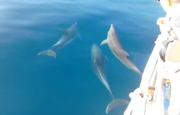 HALF DAY BOAT TOUR-DOLPHIN QUEST