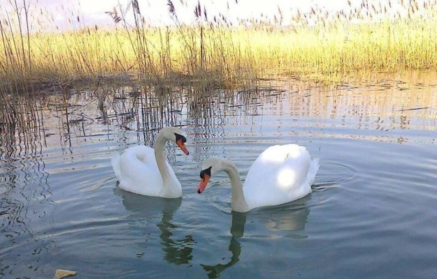 Vrana lake, Pakostane